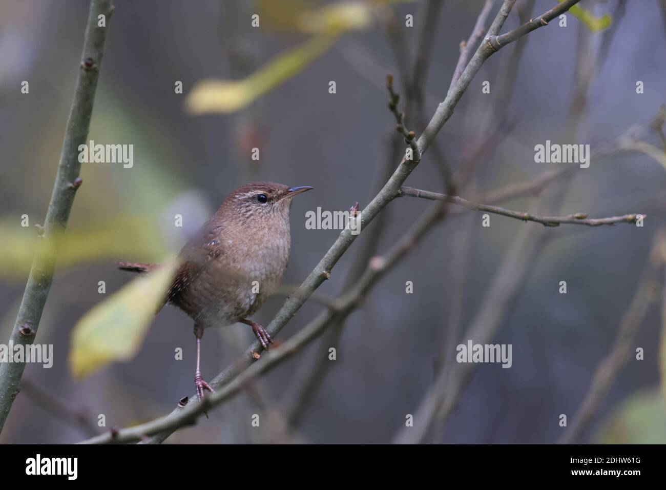 Wren (Troglodytes troglodytes) in autunno Foto Stock