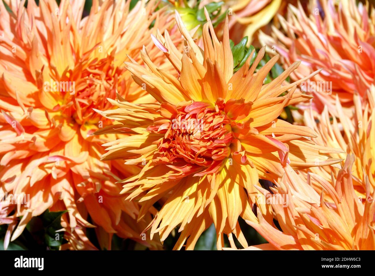 Fiori di dahlia "Columbo" Dahlia fiore di cactus Foto Stock