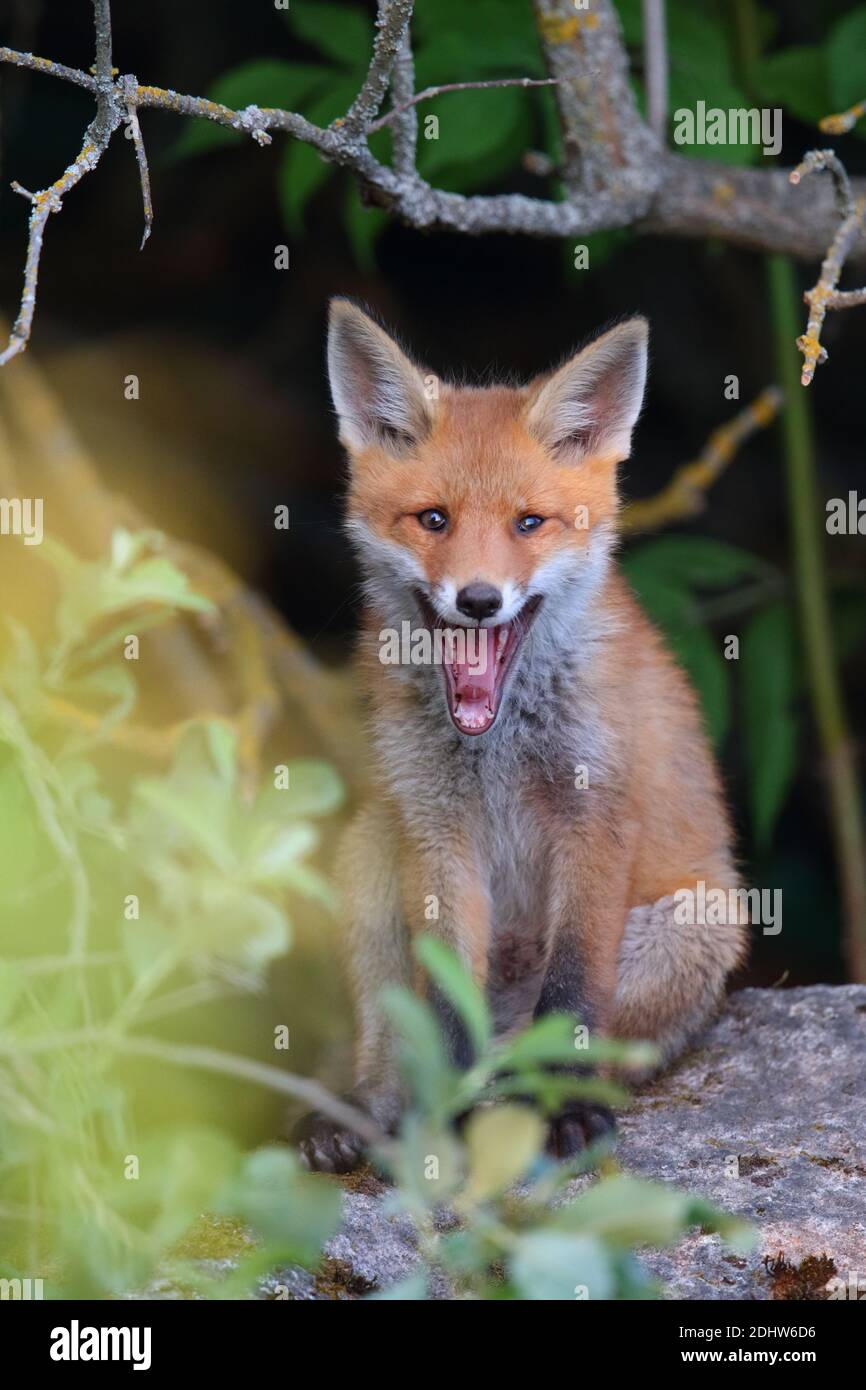 Red Fox kit (Vulpes vulpes), Europa. Foto Stock