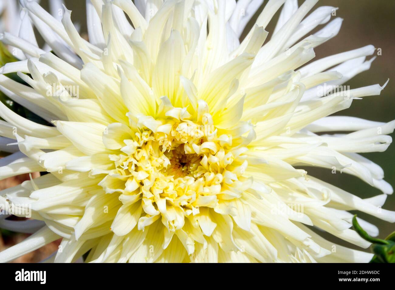 Bella Dahlia fiore bianco 'White Star' Dahlias bianco, singolo fiore bianco Foto Stock