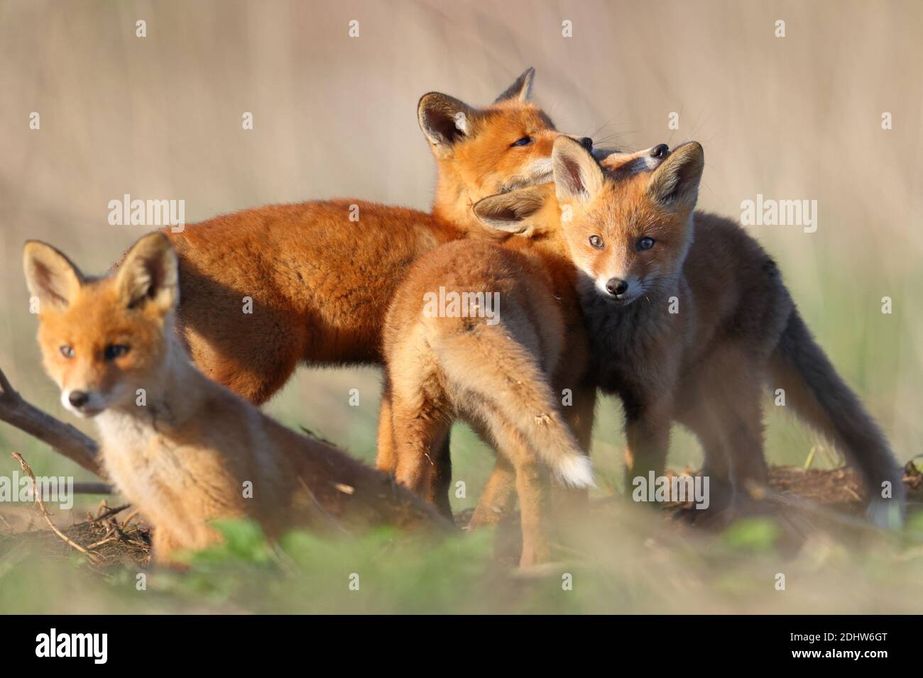 I cuccioli di volpe rossa (Vulpes vulpes) giocano combattendo intorno al loro sito den. Estonia, Europa Foto Stock