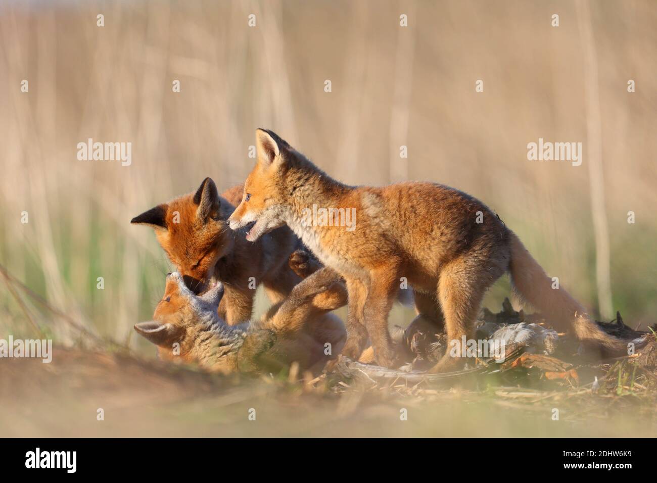 I cuccioli di volpe rossa (Vulpes vulpes) giocano combattendo intorno al loro sito den. Estonia, Europa Foto Stock