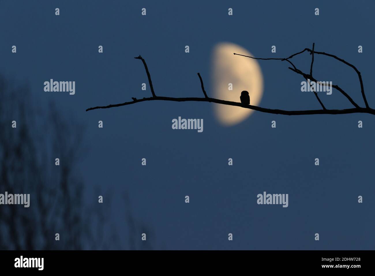 Caccia al Gufo pigmeo (Glaucidium passerinum) al buio con una luna. Europa, Estonia. Foto Stock