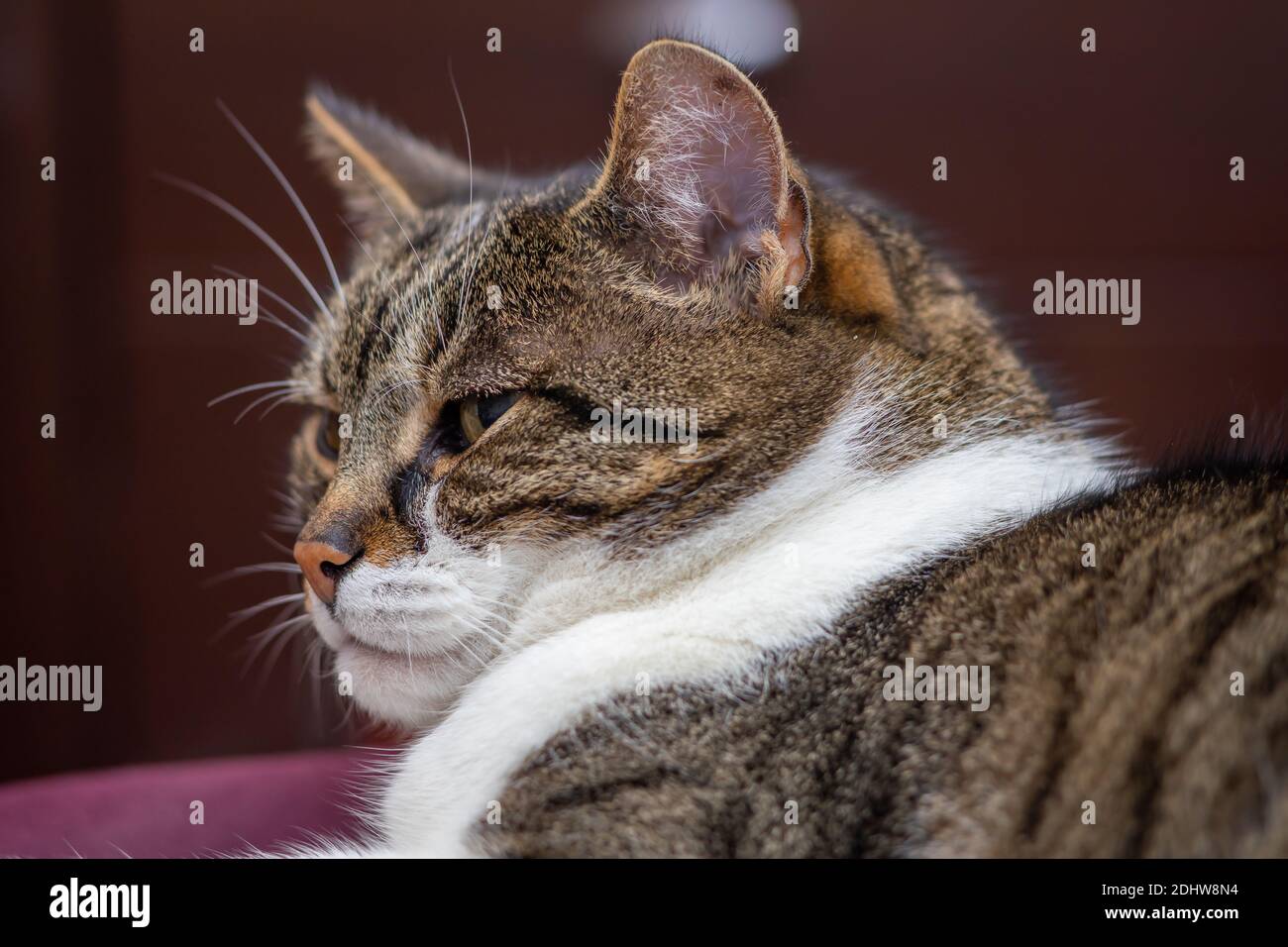 Primo piano ritratto della testa di un gatto dal profilo. Foto Stock