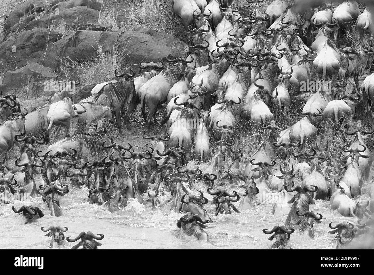 migrazione wildebeest - mandria di wildebeest che attraversa il fiume Foto Stock