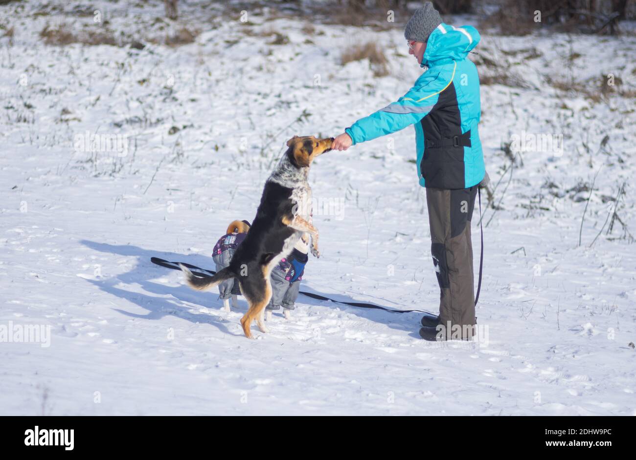 Femmina master alimentazione nero misto razza cane che in piedi una zampa posteriore su una neve Foto Stock