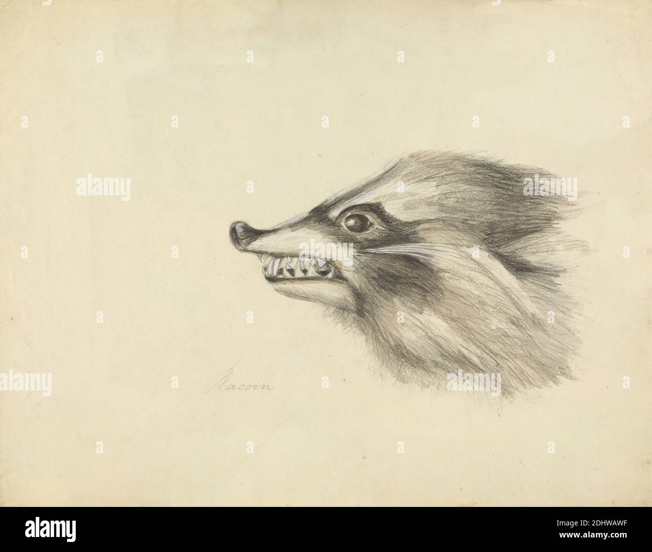 Testa di un Racoon, James Sowerby, 1756–1822, inglese, non satinato, grafite, lavaggio grigio e gouache bianco su carta media, leggermente testurizzata, crema di wove, foglio: 8 5/8 × 11 pollici (21.9 × 27.9 cm), arte animale, Mammalia (classe), Raccoon Foto Stock Testa di un Racoon, James Sowerby, 1756–1822, inglese, non satinato, grafite, lavaggio grigio e gouache bianco su carta media, leggermente testurizzata, crema di wove, foglio: 8 5/8 × 11 pollici (21.9 × 27.9 cm), arte animale, Mammalia (classe), Raccoon Foto Stock