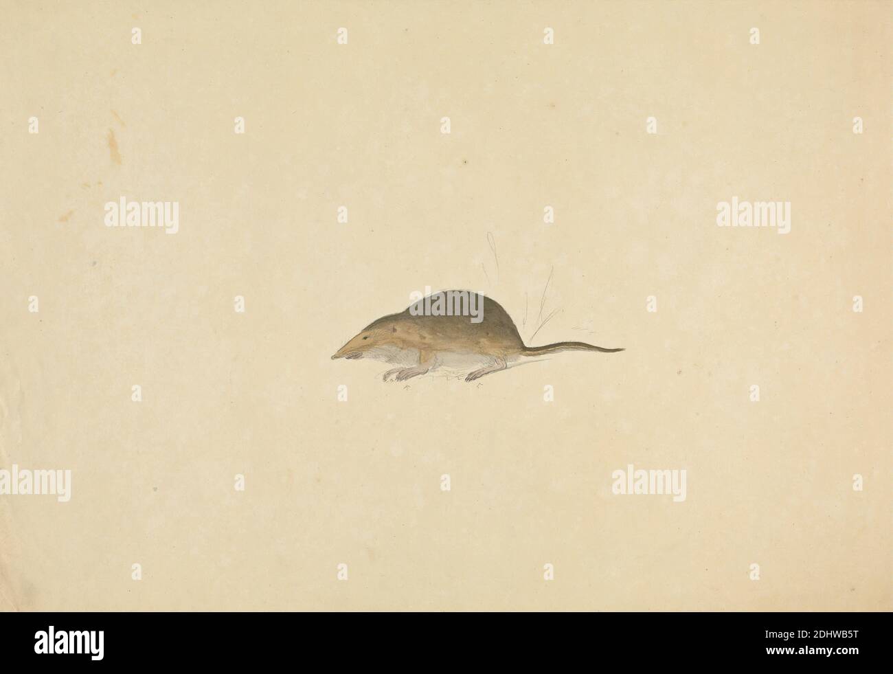 A Shrew, James Sowerby, 1756–1822, inglese, non satinato, acquerello e grafite su carta di wove di spessore moderato, leggermente testurizzata, crema, foglio: 8 1/4 × 11 7/8 pollici (21 × 30.2 cm), arte animale, Mammalia (classe), shrews Foto Stock A Shrew, James Sowerby, 1756–1822, inglese, non satinato, acquerello e grafite su carta di wove di spessore moderato, leggermente testurizzata, crema, foglio: 8 1/4 × 11 7/8 pollici (21 × 30.2 cm), arte animale, Mammalia (classe), shrews Foto Stock