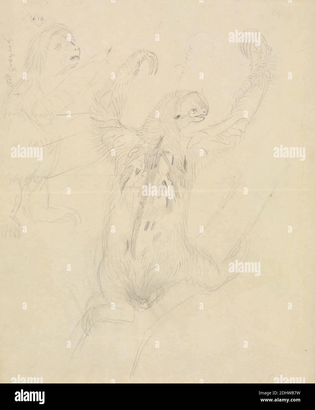 Due spioventi, James Sowerby, 1756–1822, inglese, non satinato, grafite su carta media, leggermente testurizzata, carta di wove crema, foglio: 9 5/8 × 8 pollici (24.4 × 20.3 cm), arte animale, Mammalia (classe), bradipi a tre dita Foto Stock Due spioventi, James Sowerby, 1756–1822, inglese, non satinato, grafite su carta media, leggermente testurizzata, carta di wove crema, foglio: 9 5/8 × 8 pollici (24.4 × 20.3 cm), arte animale, Mammalia (classe), bradipi a tre dita Foto Stock