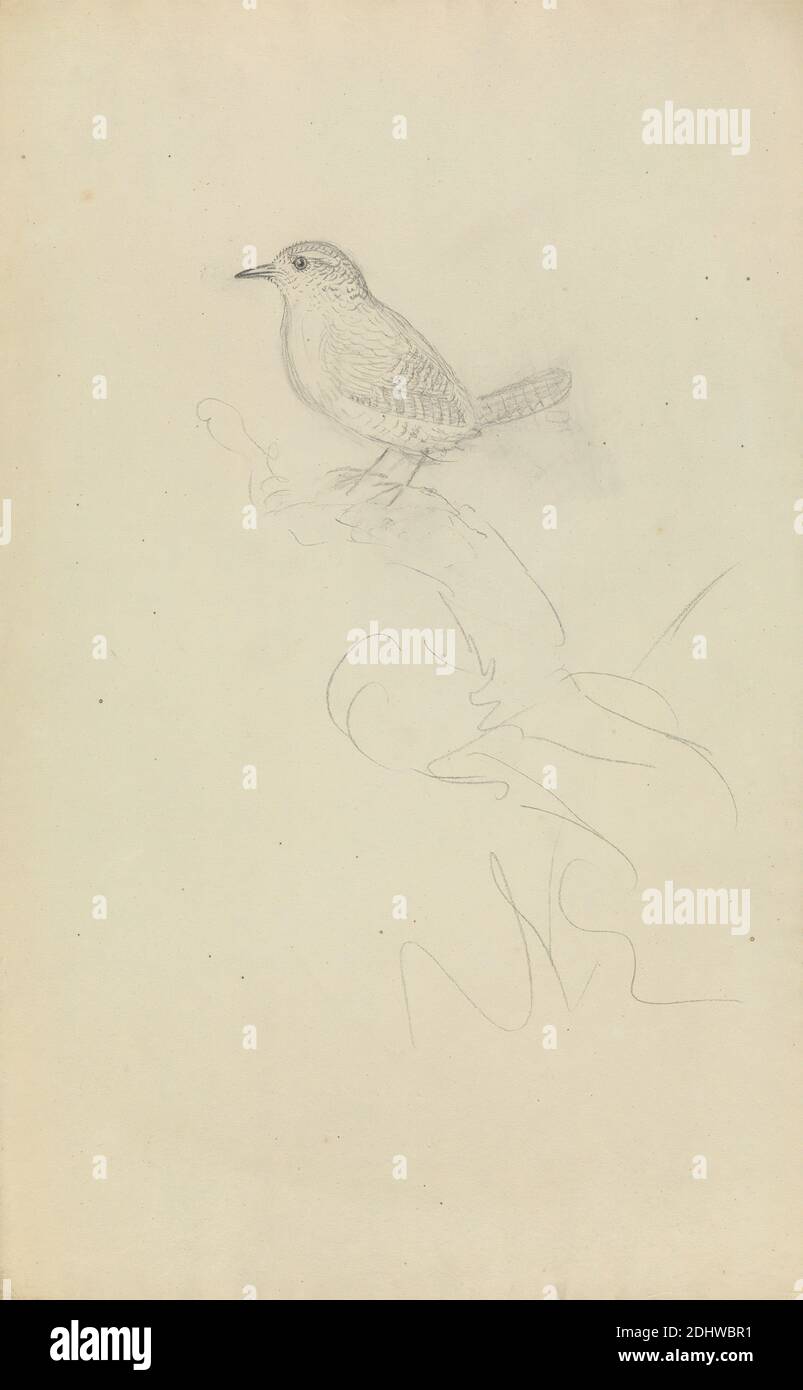 A Wren, James Sowerby, 1756–1822, inglese, non trattato, grafite su carta media, liscia, crema di wove, foglio: 13 × 8 pollici (33 × 20.3 cm), arte animale, uccello, Wrens Foto Stock