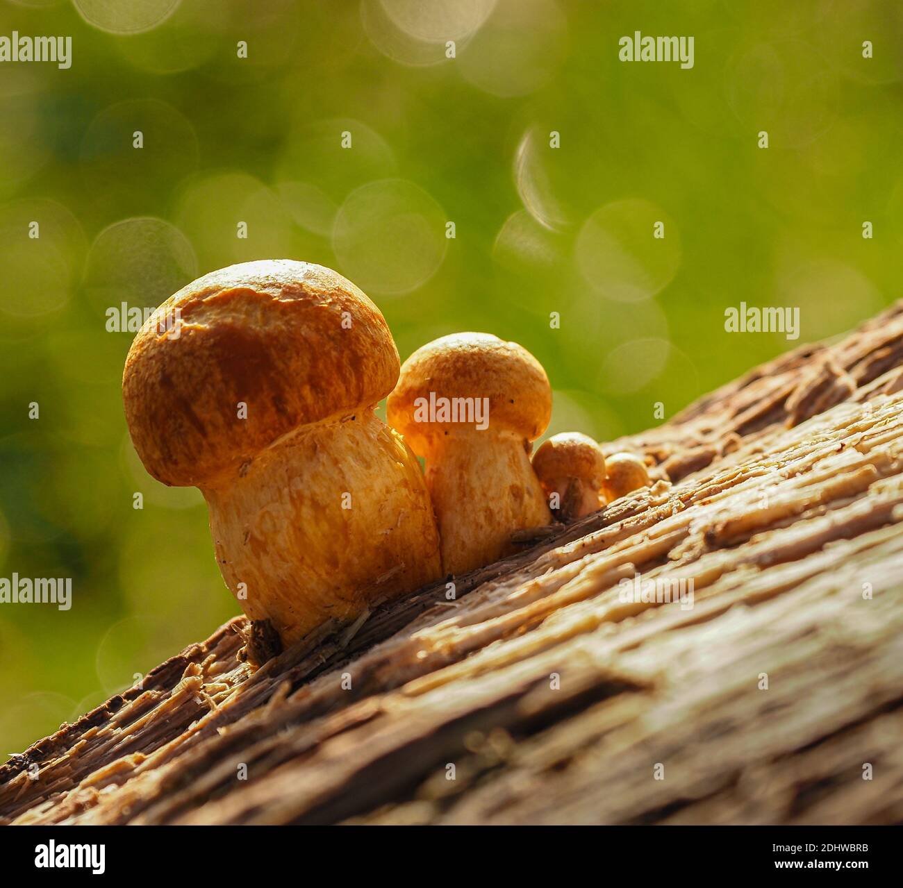 Quattro funghi boletus a diversi stadi di crescita su marciume Legno di faggio in Somerset UK Foto Stock