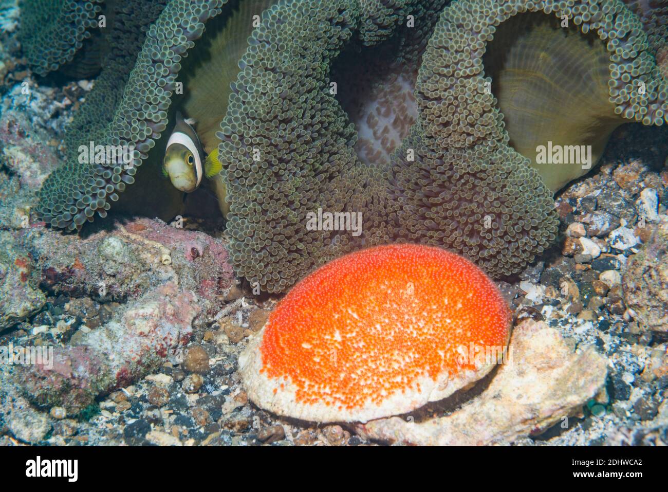 Anemonefish di saddleback [Amphiprion polymnus] con un anemone di Carpet [Stichodactyla haddoni] con una massa di uova appena deposte. Lembeh Strait, Norh Sulawe Foto Stock