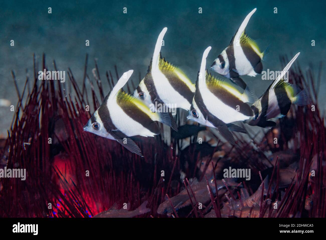 Rana pescatrice [Heniochus difreutes], novellame sopra il riccio di fuoco [Astropyga radiata]. Lembeh Strait, Sulawesi del Nord, Indonesia. Foto Stock