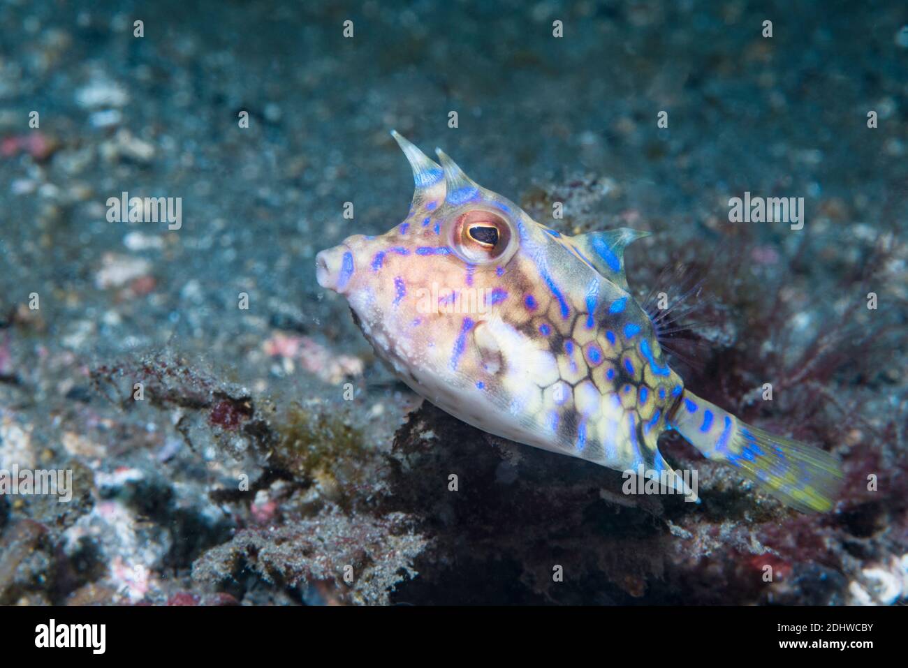 Cowfish di Thornback [lactoria fornasini]. Lembeh Strait, Sulawesi del Nord, Indonesia. Foto Stock