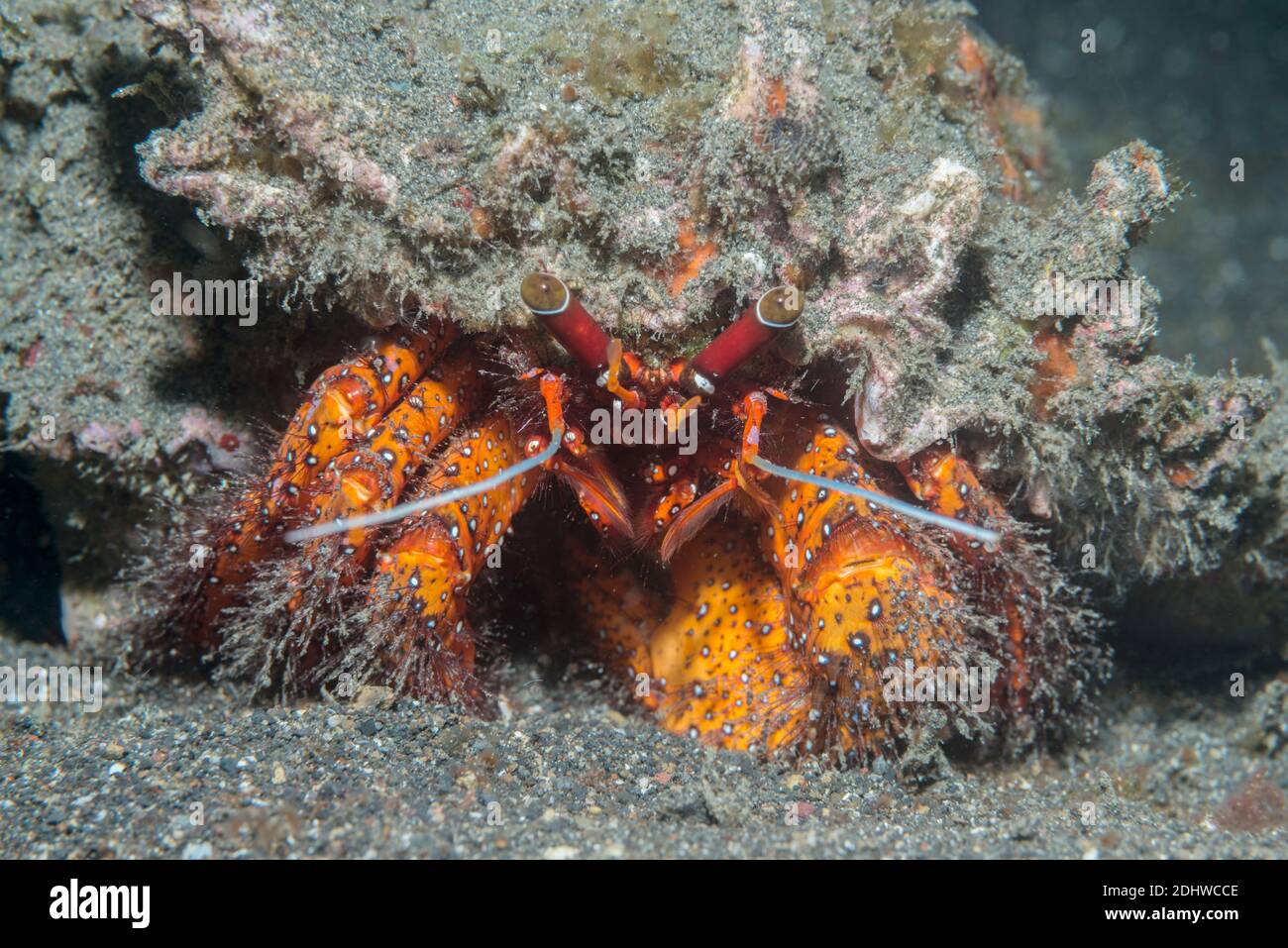 Granchio di Eremita a macchia bianca [Dardanus megistos]. Lembeh Strait, Sulawesi del Nord, Indonesia. Foto Stock