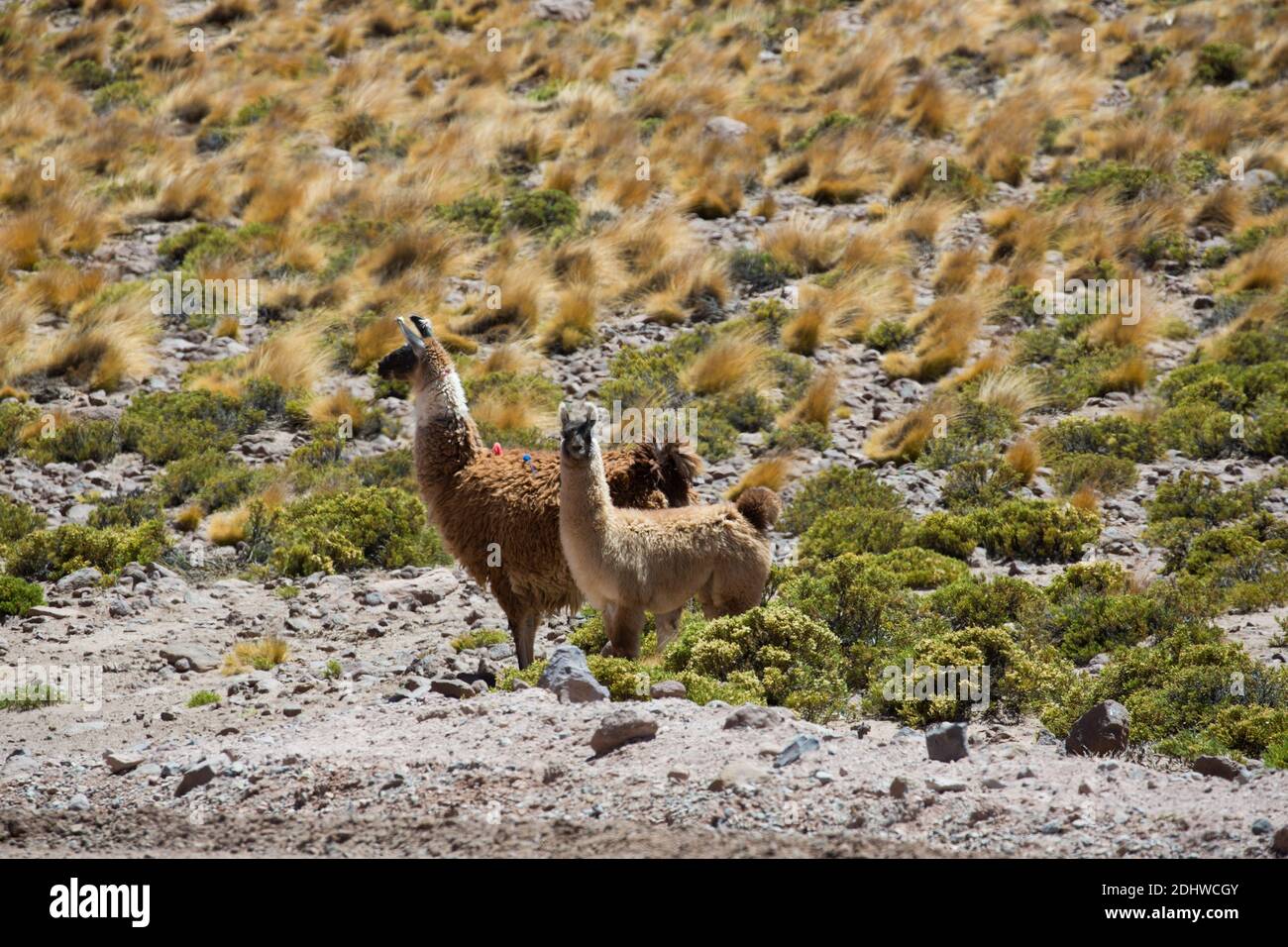I lama addomesticati pascolano sull'erba di coiron sulle praterie ad alta quota dell'altiplano, Cile Foto Stock
