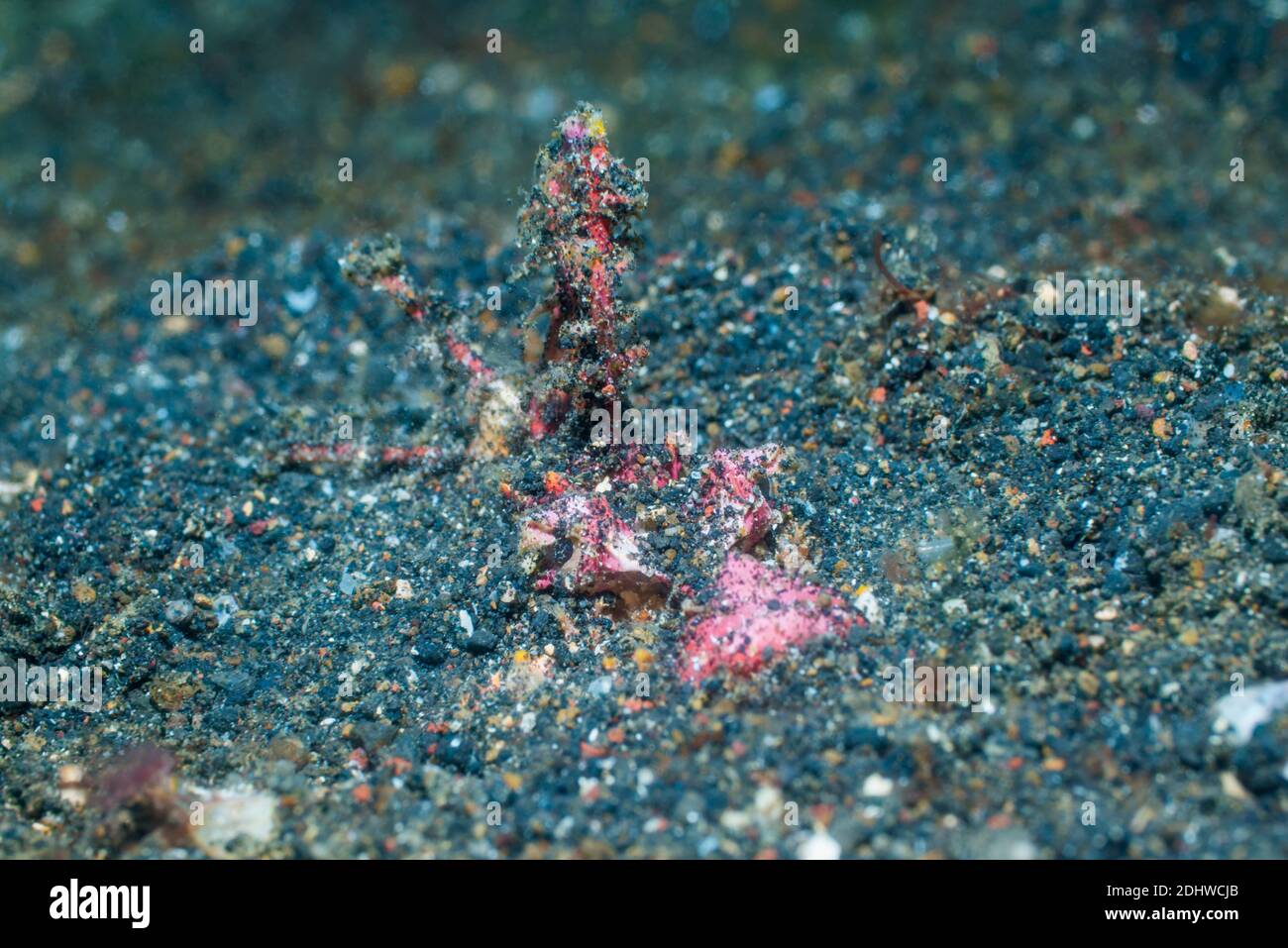 Devilfish o Stinger [Inimicus didactylus] sepolto nel fondale sabbioso del mare. Lembeh Strait, Sulawesi del Nord, Indonesia. Foto Stock