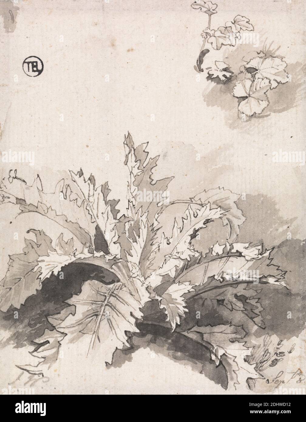 Studio di un Thistle e altre piante, 8 settembre, artista sconosciuto, ex James Ward, 1769–1859, britannico, inizio del 19 ° secolo, inchiostro nero e lavaggio grigio su mezzo, leggermente testurizzato, carta crema, foglio: 4 3/8 x 3 1/2 pollici (11.1 x 8.9 cm), soggetto botanico, botanica, piante, scienza, vita still, tistle Foto Stock