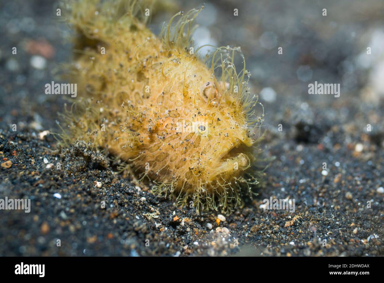 Frana pelosa o pelosa [Antennarius striatus]. Lembeh Strait, Sulawesi del Nord, Indonesia. Foto Stock