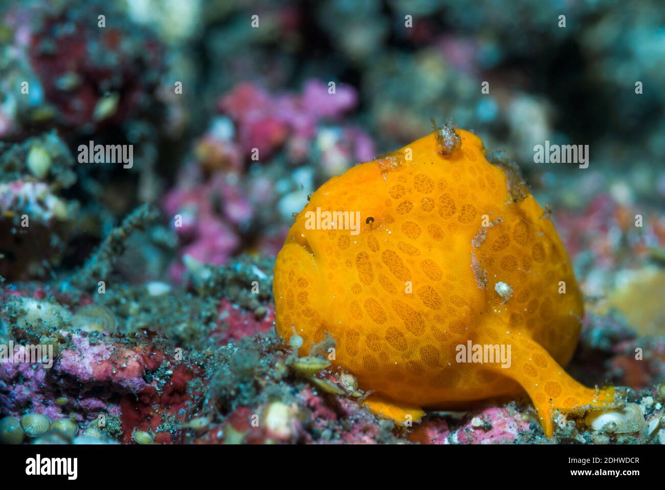 Rana pescatrice appollaiata su una spugna. Lembeh Strait, Sulawesi del Nord, Indonesia. Foto Stock