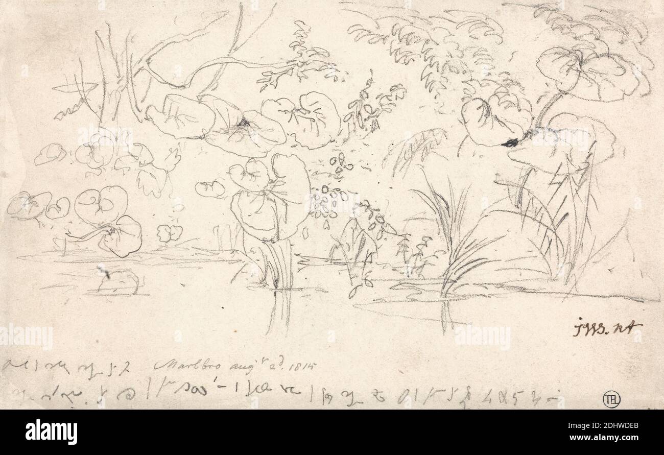 Studi di piante, 2 agosto 1815, James Ward, 1769–1859, British, 1815, grafite su carta media, liscia, crema wove supporto, leggermente testurizzata, carta beige, foglio: 5 1/2 x 8 7/8 pollici (14 x 22.5 cm) e supporto: 8 1/2 × 11 3/4 pollici (21.6 × 29.8 cm), paesaggio, piante Foto Stock