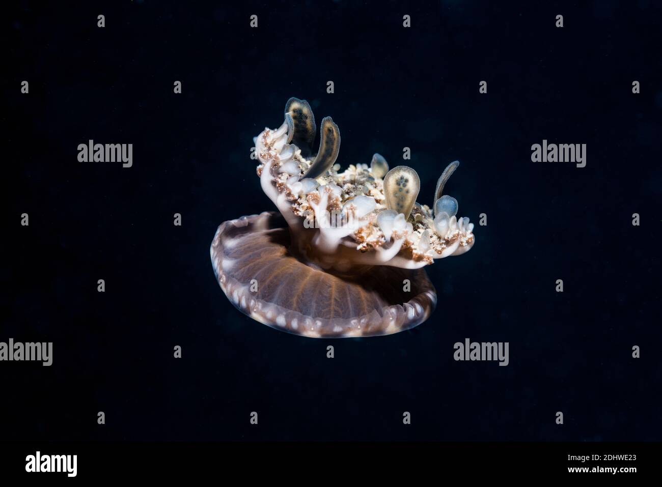 Meduse rovesciato [Cassiopea]. Lembeh Strait, Sulawesi del Nord, Indonesia. Foto Stock