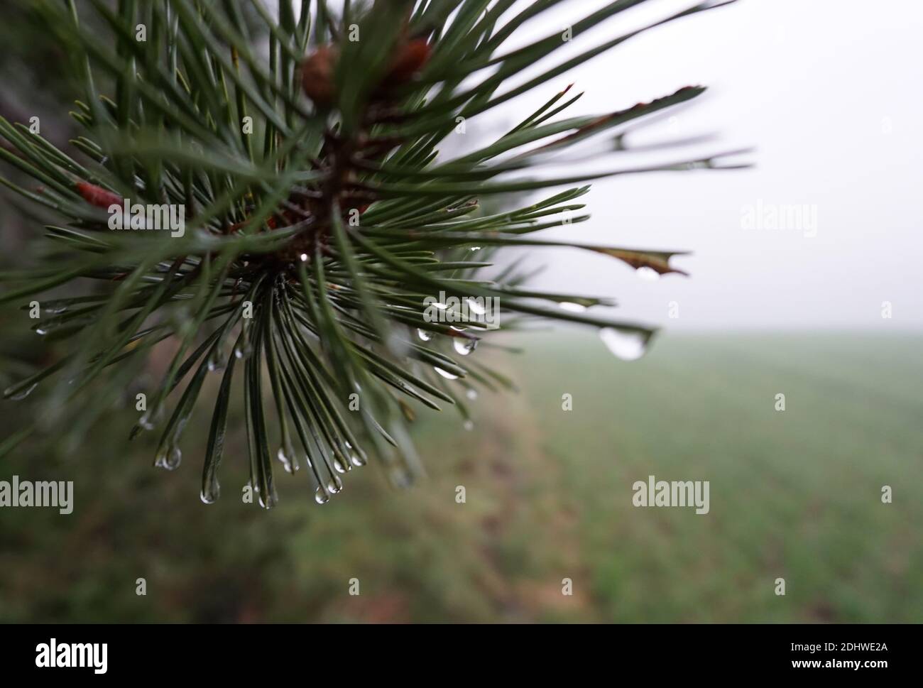 Dopo la pioggia in una giornata di nebbia. Un ramo con aghi di abete e gocce di pioggia. A destra un prato umido. Nebbia sullo sfondo. Foto Stock