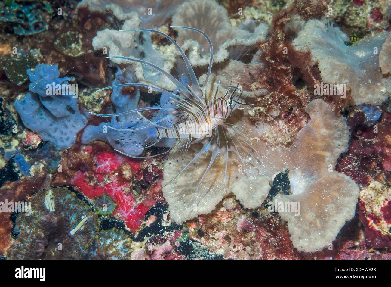 Leone rosso giovanile [Pterois volitans]. Papua Occidentale, Indonesia. Foto Stock