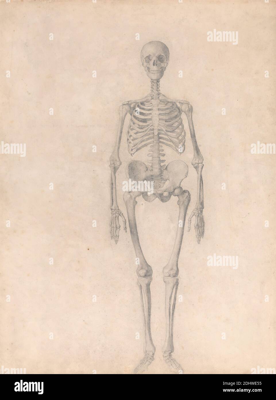Scheletro umano, Vista anteriore (studio finito per la Tabella i), Stubbs George, 1724–1806, britannico, da 1795 a 1806, grafite su carta di wove crema di spessore moderato, leggermente testurizzata, foglio: 21 3/8 x 40.6 cm (16 x 54.3 pollici), studio anatomico, anatomia, fronte, uomo, scheletro Foto Stock