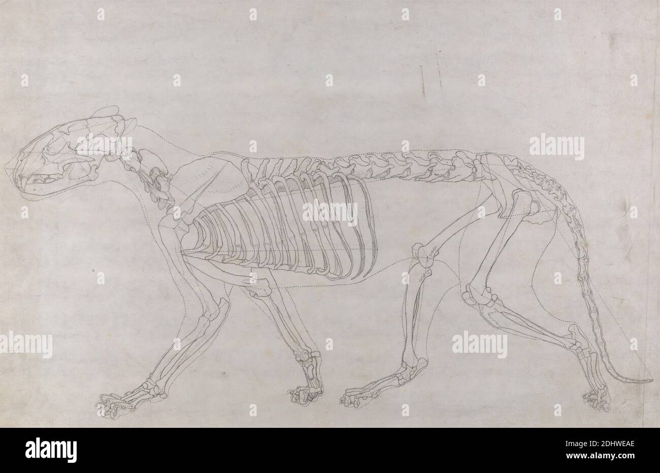 Tiger Skeleton, Lateral View, George Stubbs, 1724–1806, British, 1795 a 1806, grafite; verso: Grafite e gesso rosso su carta sottile, leggermente testurizzata, crema di wove, foglio: 12 5/8 x 19 1/2 pollici (32.1 x 49.5 cm), studio anatomico, anatomia, animale, gatto (gatto domestico), studio della figura, lato, scheletro, coda (appesa), tigre Foto Stock