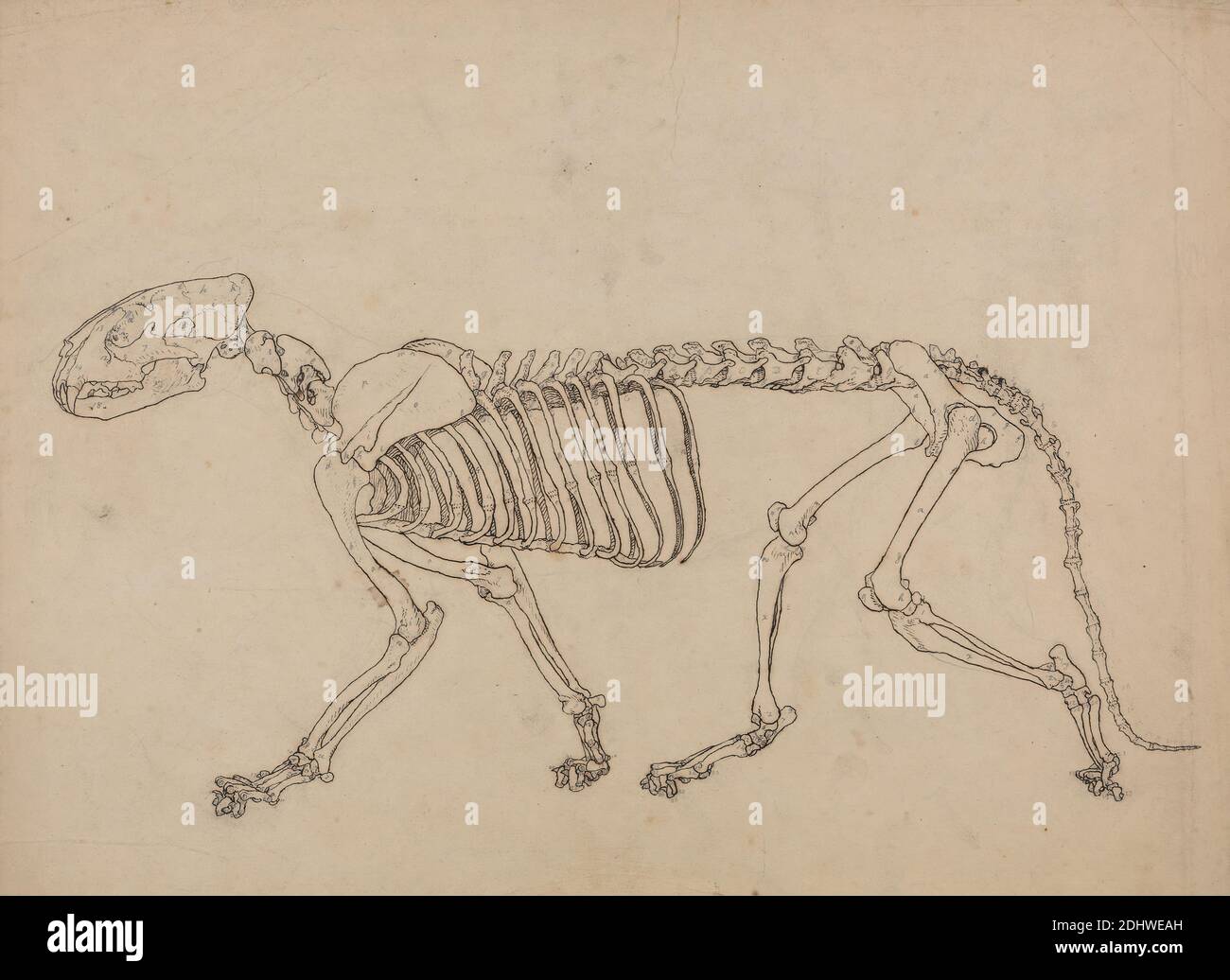 Tiger Skeleton, Lateral View (Studio per la figura chiave della Tabella IV), George Stubbs, 1724–1806, British, da 1795 a 1806, inchiostro a penna e ferro, e grafite su carta sottile, leggermente testurizzata, color crema su crema, moderatamente spessa, moderatamente testurizzata, carta wove, foglio: 15 x 20 1/4 pollici (38.1 x 51.4 cm) e supporto: 15 1/2 x 20 3/4 pollici (39.4 x 52.7 cm), studio anatomico, anatomia, animale, gatto (gatto domestico), studio della figura, lato, scheletro, coda (sospeso), tigre Foto Stock
