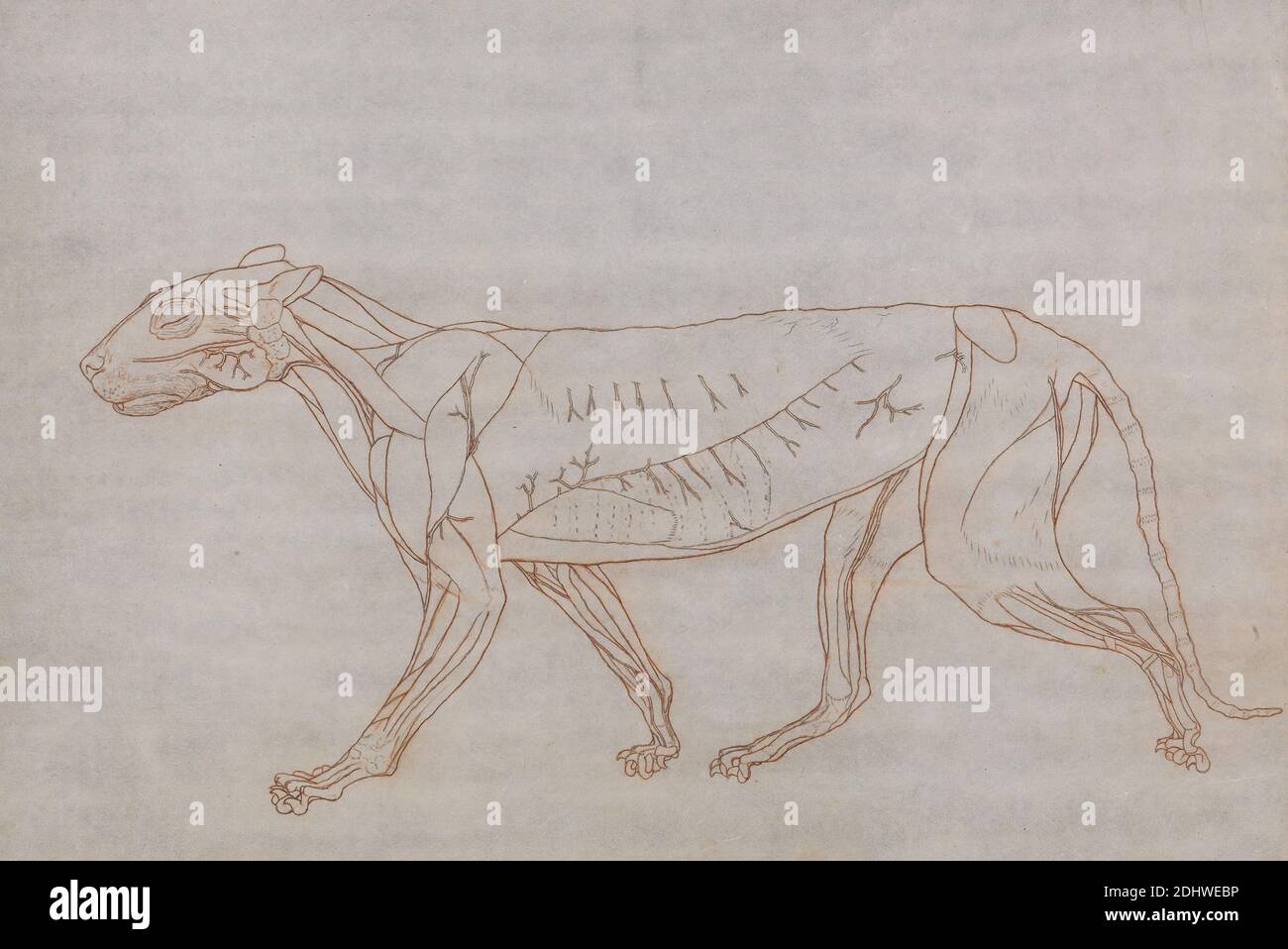 Corpo animale immagini e fotografie stock ad alta risoluzione - Alamy