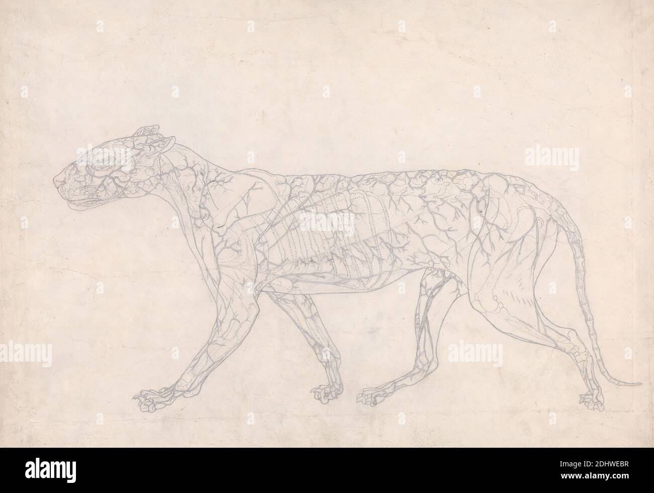 Tiger, Vista laterale (Studio del contorno del Surface Blood Supply, preparato per il personaggio chiave della Tabella IX), George Stubbs, 1724–1806, inglese, tra il 1795 e il 1806, grafite e gesso rosso; verso: Grafite e gesso rosso e nero su carta sottile, leggermente testurizzata, in wove crema, foglio: 15 1/2 x 20 1/2 pollici (39.4 x 52.1 cm) e supporto: 16 x 21 pollici (40.6 x 53.3 cm), studio anatomico, anatomia, animale, gatto (gatto domestico), studio della figura, lato, coda (sospeso), tigre Foto Stock