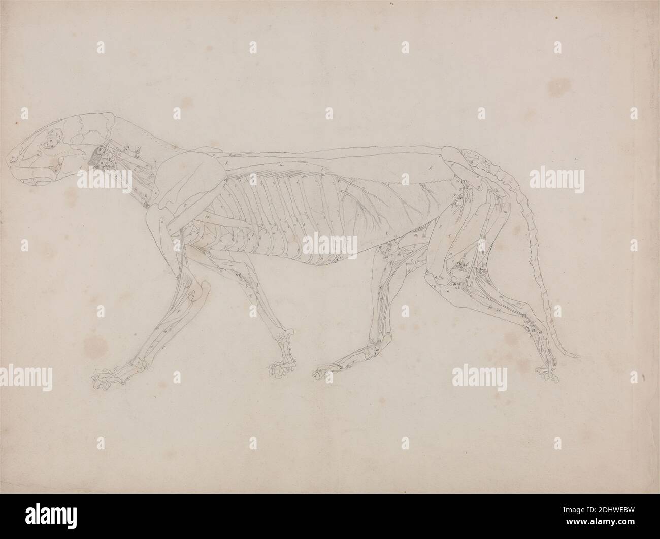 Tiger Body, Lateral View, George Stubbs, 1724–1806, British, da 1795 a 1806, grafite su carta spessa, moderatamente testurizzata, crema di wove, foglio: 16 x 21 1/8 pollici (40.6 x 53.7 cm), studio anatomico, anatomia, animale, gatto (gatto domestico), studio della figura, costole, lato, scheletro, coda (appeso), tigre Foto Stock