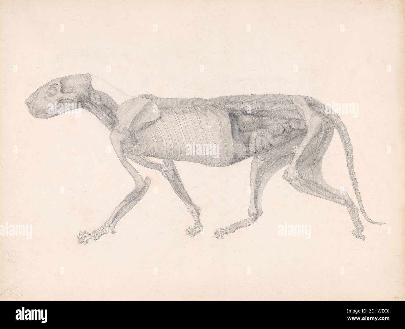 Tiger Body, Lateral View (Studio per una tavola non pubblicata; mostra una fase avanzata della dissezione), George Stubbs, 1724–1806, inglese, tra il 1795 e il 1806, grafite su carta spessa, moderatamente testurizzata, color crema, foglio: 16 x 21 pollici (40.6 x 53.3 cm), studio anatomico, anatomia, animale, gatto (gatto domestico), studio della figura, costole, inguine, lato, scheletro, coda (sospeso), tigre Foto Stock