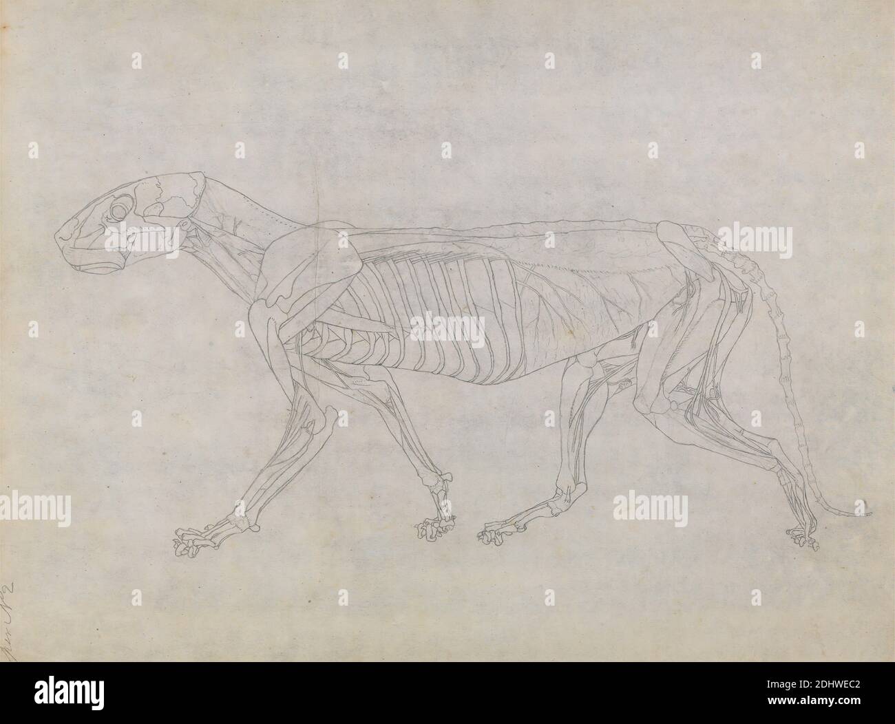 Tiger Body, Lateral View, George Stubbs, 1724–1806, British, da 1795 a 1806, grafite su carta sottile, leggermente testurizzata, crema di wove, foglio: 15 7/8 x 21 1/8 pollici (40.3 x 53.7 cm), studio anatomico, anatomia, animale, gatto (gatto domestico), studio figurativo, costole, inguine, lato, scheletro, coda (appeso), tigre Foto Stock