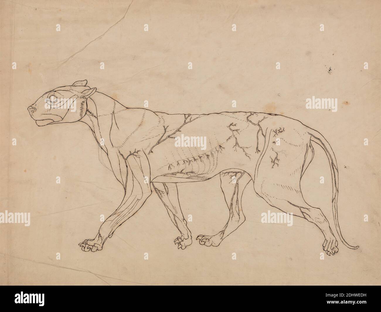 Tiger Body, Lateral View (studio generale dei muscoli superficiali e del loro apporto di sangue, probabilmente fatto per una figura chiave), George Stubbs, 1724–1806, British, 1795–1806, grafite, E penna con inchiostro di stira su carta di wove sottile, leggermente testurizzata, crema deposta su crema, spessa, moderatamente testurizzata, carta da wove, foglio: 15 3/4 x 21 1/4 pollici (40 x 54 cm) e montaggio: 16 x 21 1/4 pollici (40.6 x 54 cm), studio anatomico, anatomia, studio figurativo, coda (sospeso), tigre Foto Stock