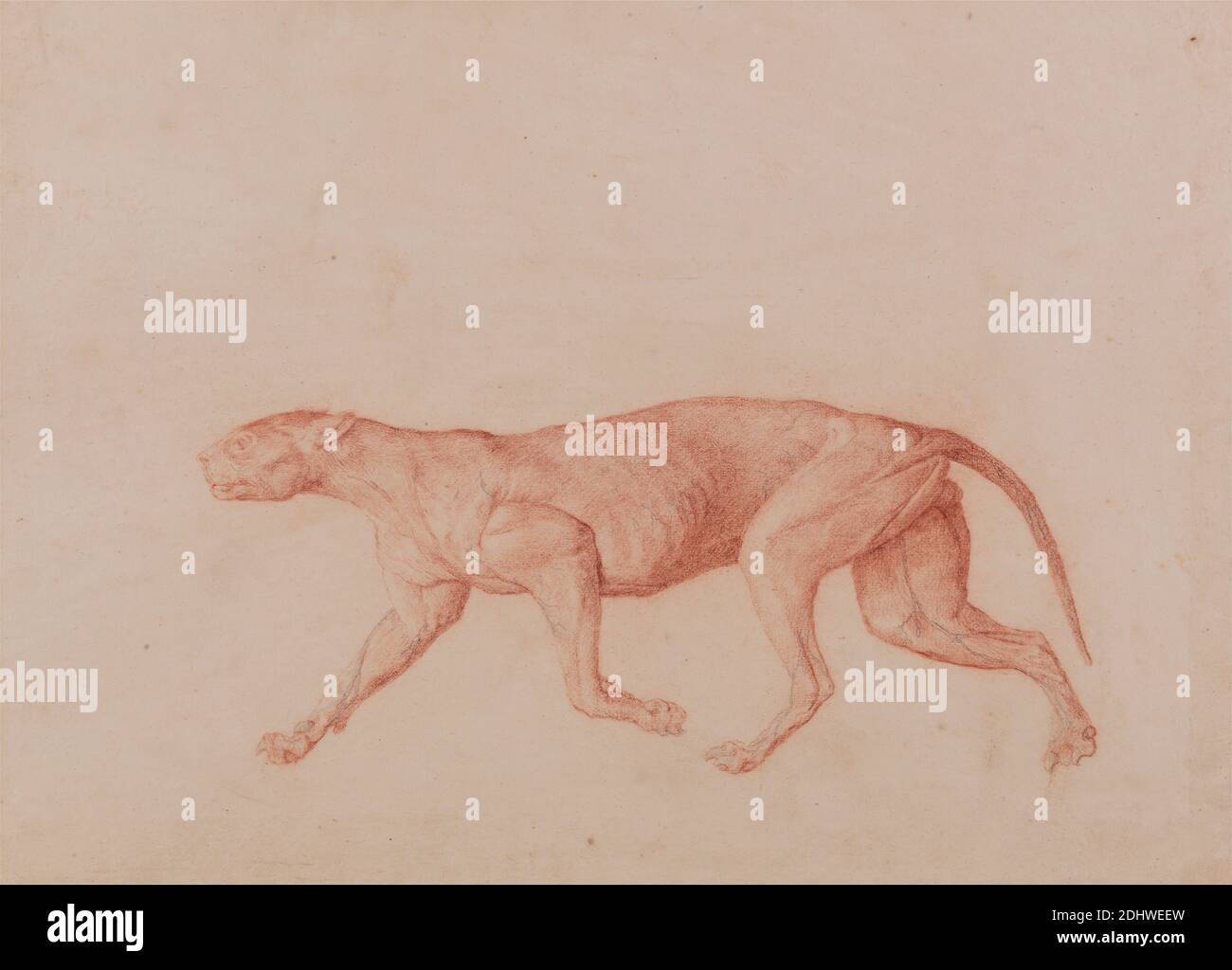 Leopard Body, Lateral View (primo di cinque studi di un altro gatto grande), George Stubbs, 1724–1806, British, 1795–1806, gesso rosso e grafite su carta in wove sottile, leggermente testurizzata, crema deposta su crema, spessa, moderatamente testurizzata, carta wove, foglio: 9 7/8 x 13 3/4 pollici (25.1 x 34.9 cm) e supporto: 12 1/8 x 44.1 cm (17 3/8 x 30.8 pollici), studio anatomico, anatomia, studio figurativo, coda (sospeso Foto Stock