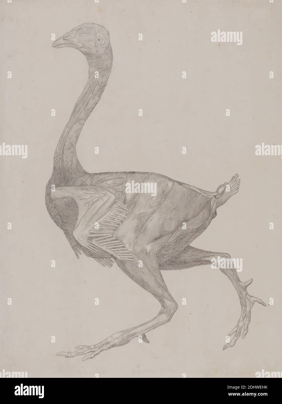 Fowl Body, Lateral View (probabilmente preparato per il trasferimento alla piastra per l'incisione della Tabella XV), George Stubbs, 1724–1806, British, 1795–1806, Graphite; verso: Grafite, e penna con inchiostro rosso su carta sottile, leggermente testurizzata, in carta di wove crema, foglio: 20 3/8 x 15 1/8 pollici (51.8 x 38.4 cm), studio anatomico, anatomia, uccello, studio delle figure, studio (lavoro visivo Foto Stock