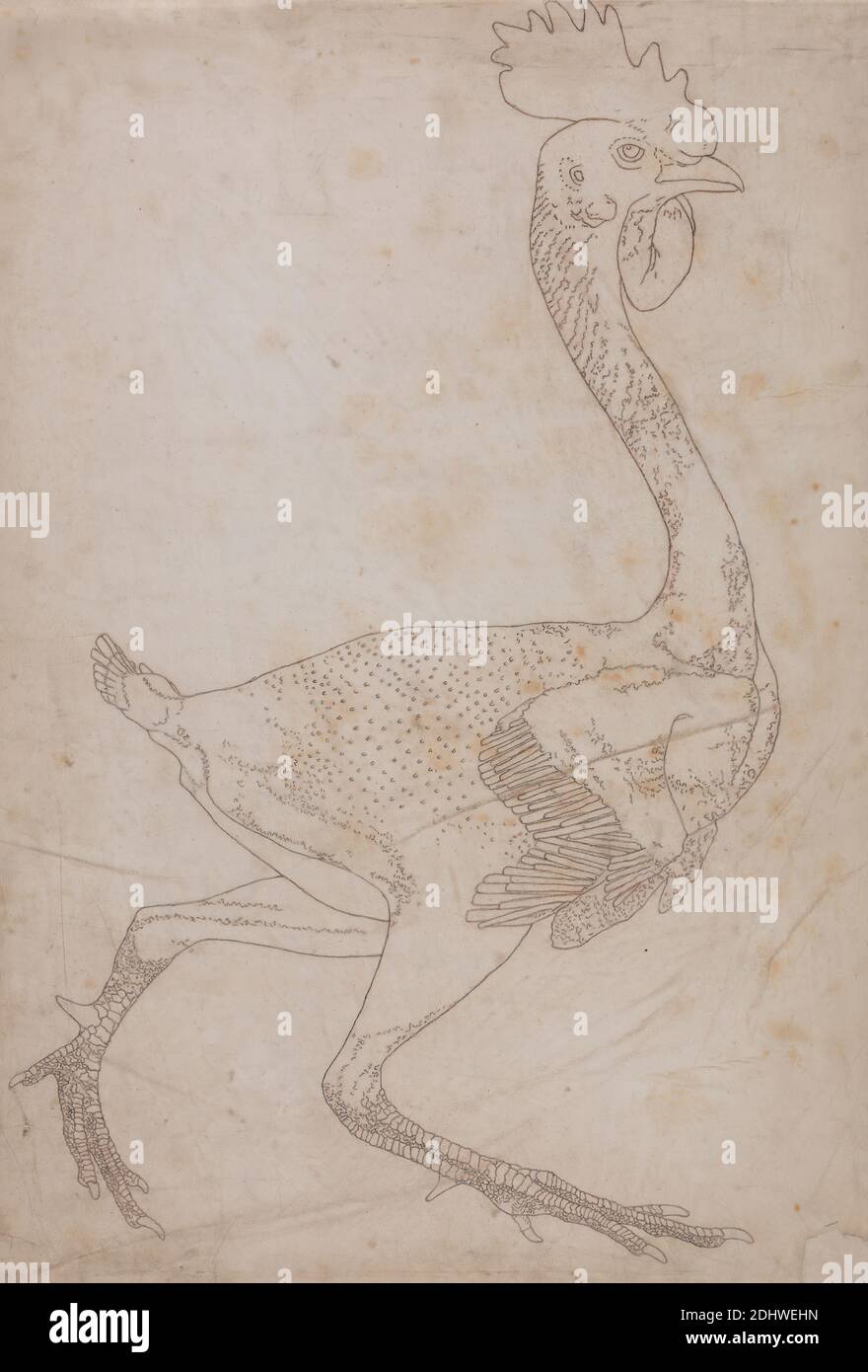 Corpo faraone, vista laterale (probabilmente preparato per il trasferimento alla piastra per l'incisione della figura chiave alla tabella X), George Stubbs, 1724–1806, inglese, da 1795 a 1806, grafite e gesso rosso; verso: Grafite e gesso rosso su carta sottile, leggermente testurizzata, in vacchetta crema, foglio: 20 3/8 x 14 pollici (51.8 x 35.6 cm), studio anatomico, anatomia, uccello, studio delle figure, studio (lavoro visivo Foto Stock