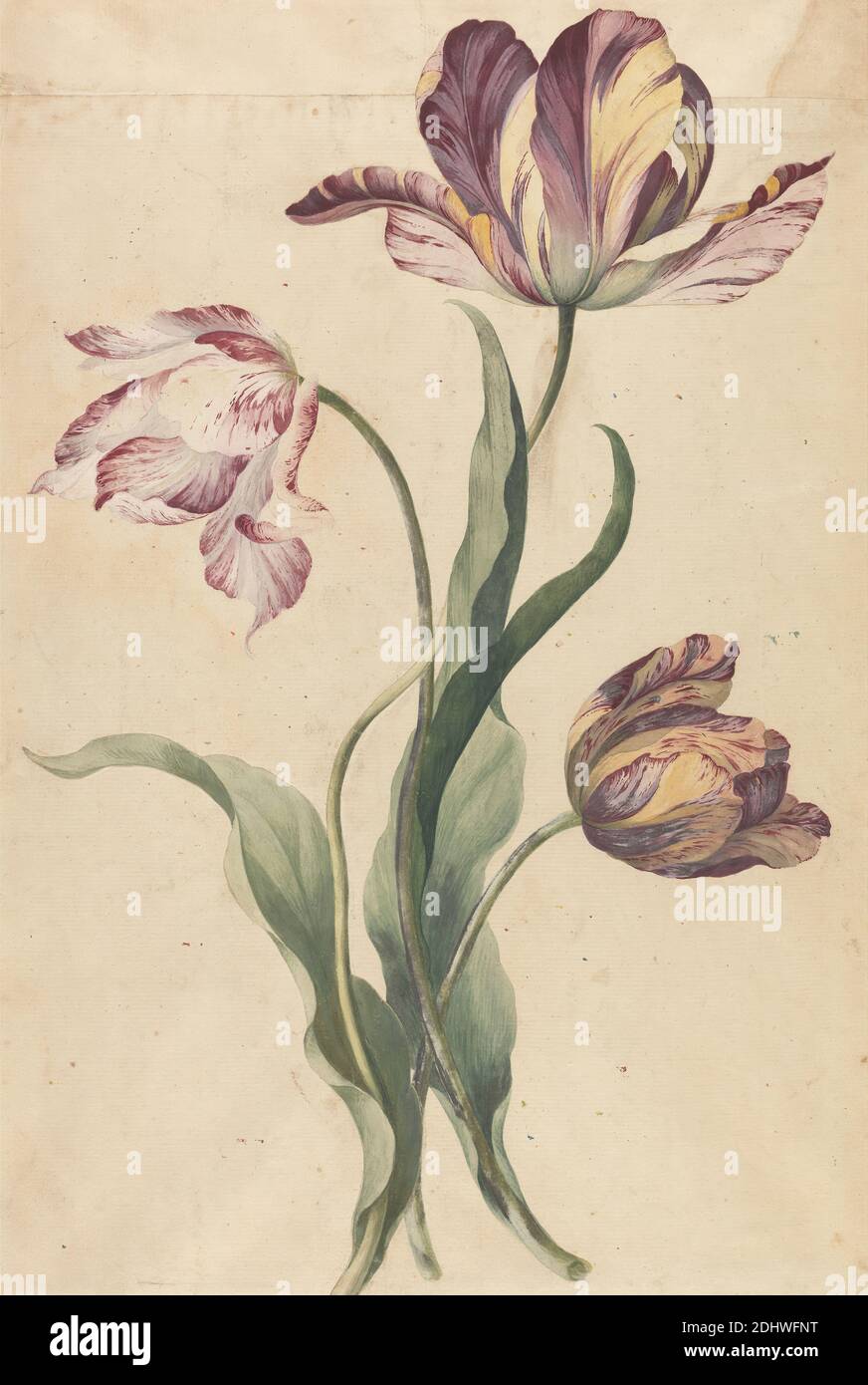Tulipani, artista sconosciuto, non satinato, grafite, acquerello e collage su medio, leggermente testurizzato, carta crema, foglio: 15 3/8 × 10 3/8 pollici (39.1 × 26.4 cm), soggetto botanico Foto Stock