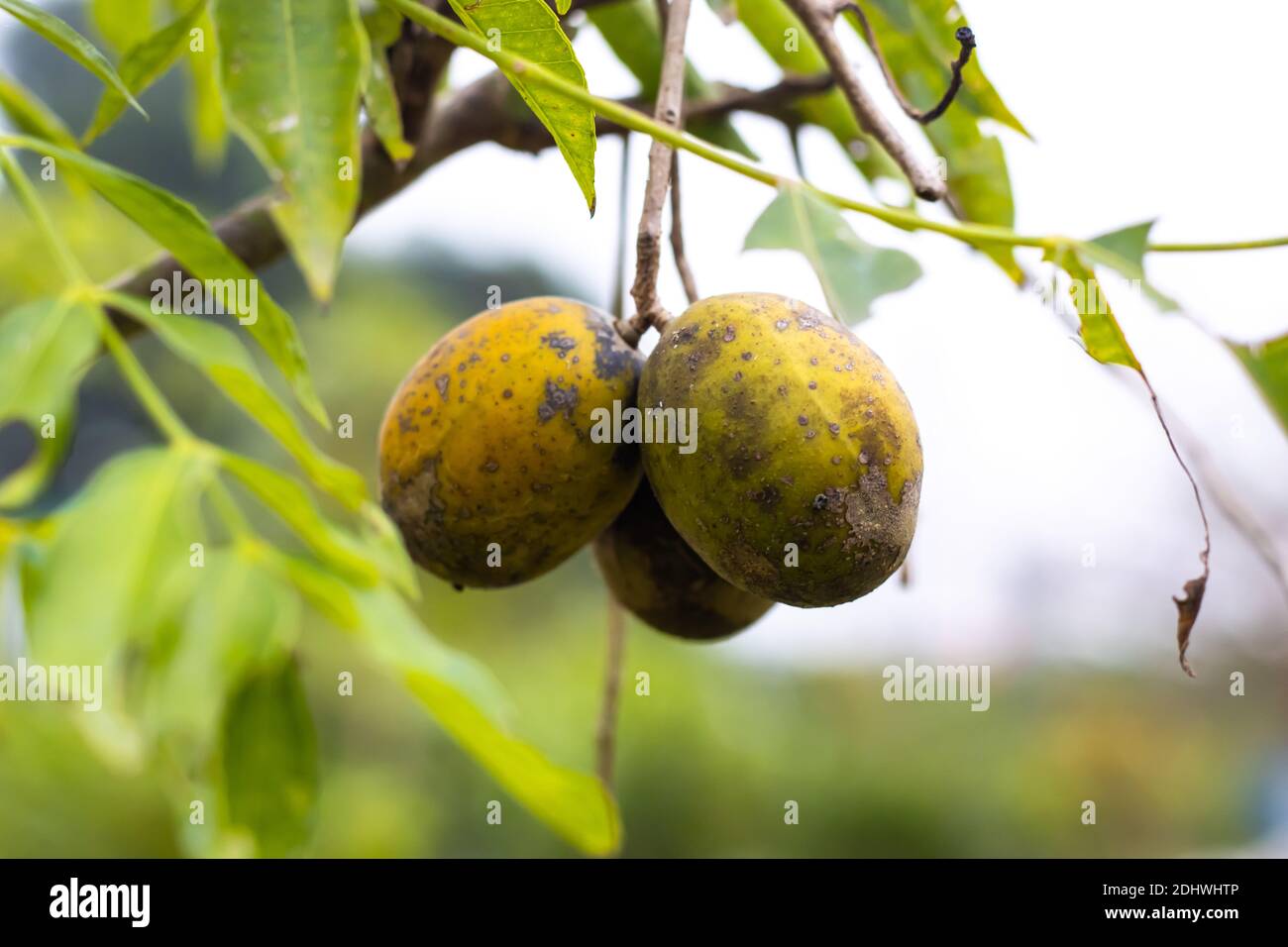 Delizioso colorato mombin di poro maturo o Spondias appeso sopra l'albero Foto Stock