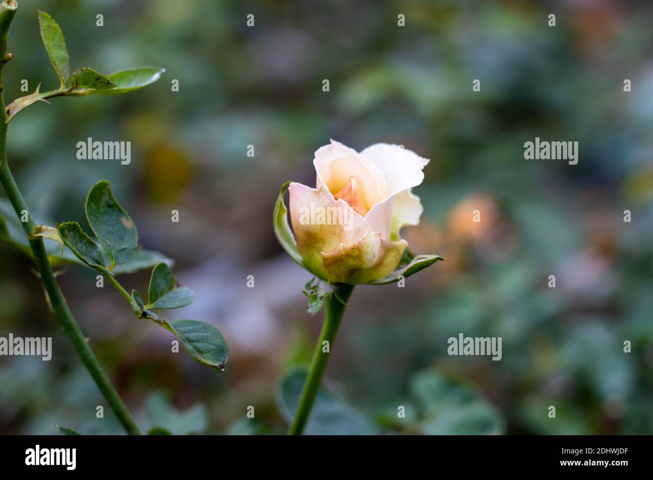 Rosa bianca in fiore all'interno del giardino della casa Foto Stock