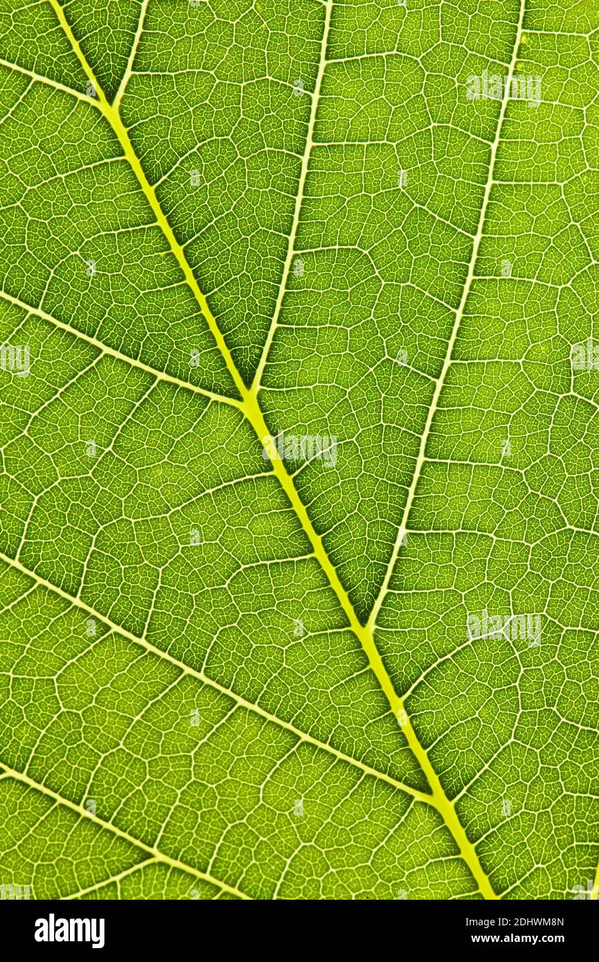 Die Adern eines grünen Blattes in einer Nahaufnahme Foto Stock