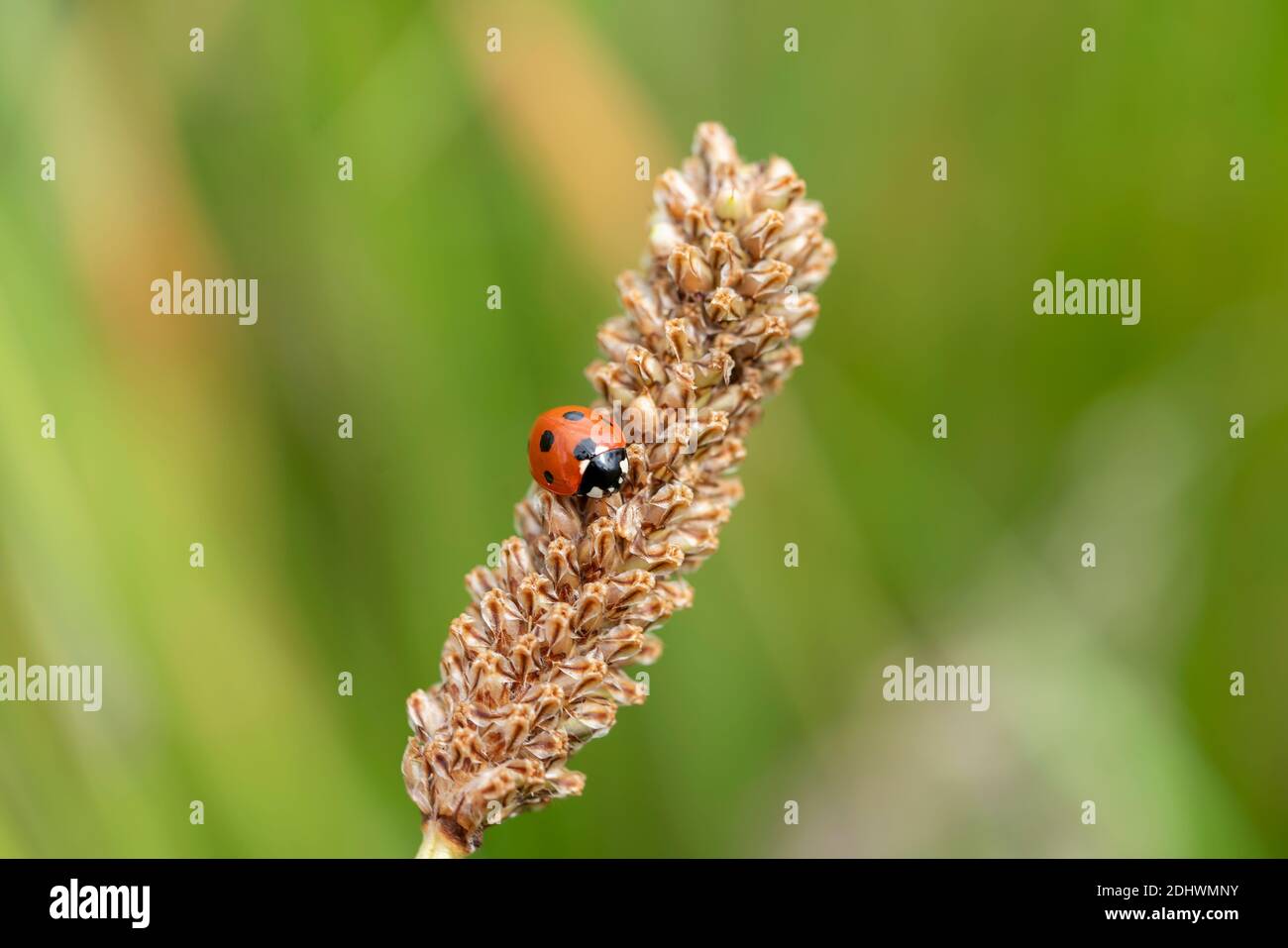 Ladybug (coccinella septempunctata) un coleottero rosso con sette macchie poggiate su un'erba seme grano gambo pianta primavera estate din comunemente noto come un ladyb Foto Stock