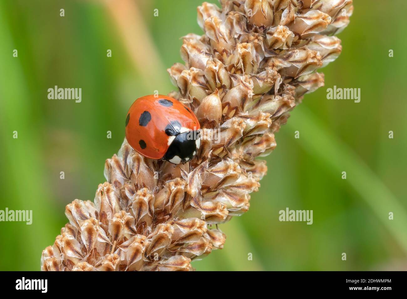 Ladybug, (coccinella septempunctata) un coleottero rosso con sette macchie poggianti su una pianta di grano di semina d'erba gambo estate din primavera comunemente noto come una signora Foto Stock