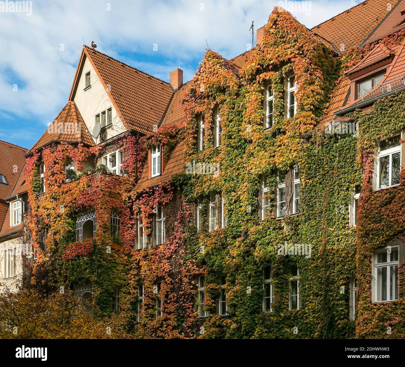 Halle an der Saale, Mozartstraße, begrünte Fassade im Herbst Foto Stock