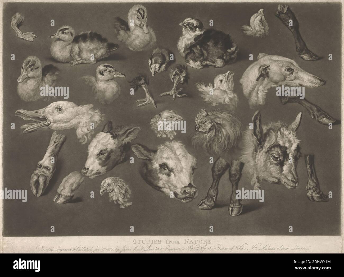 Studies from Nature, Print Made by James Ward, 1769–1859, British, After James Ward, 1769–1859, British, 1807, Mezzotint su carta media, leggermente testurizzata, crema, foglio: 15 × 20 1/4 pollici (38.1 × 51.4 cm) e immagine: 13 3/4 × 19 3/4 pollici (34.9 × 50.2 cm Foto Stock