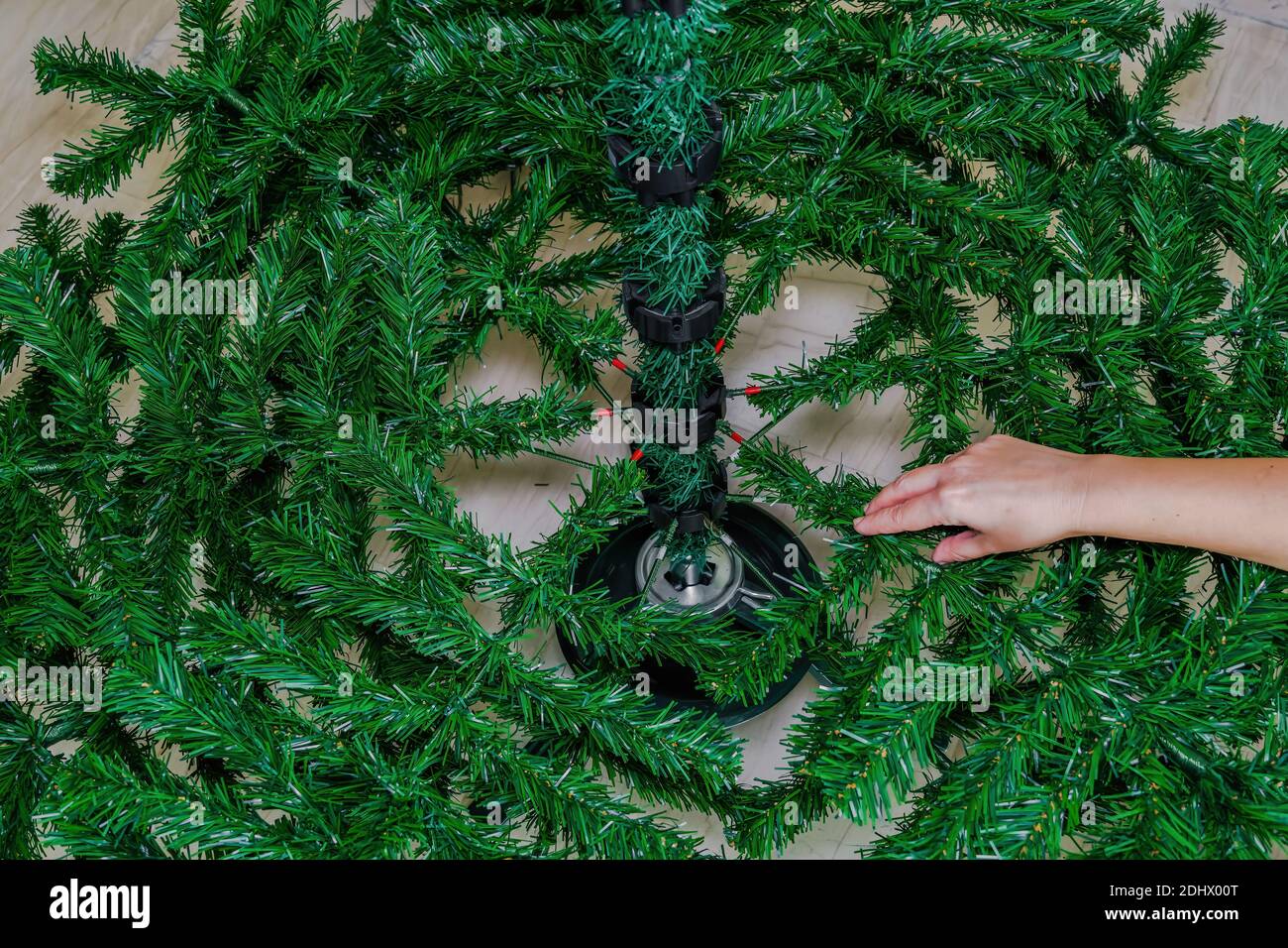 Assemblaggio albero di Natale verde all'interno della casa. Mano femminile aggiungendo rami artificiali per formare un albero di pino festivo su un supporto. Foto Stock