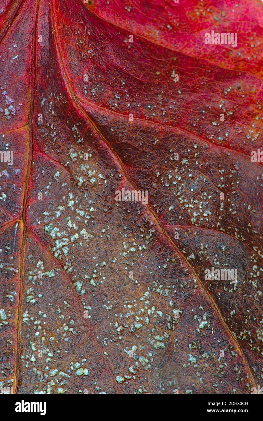 Texture, vene e colori di foglie morte primo piano Foto Stock